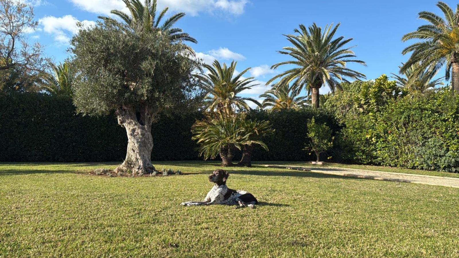 La Calma Espectacular Villa Con Jardin Y Piscina En Menorca サルガール エクステリア 写真