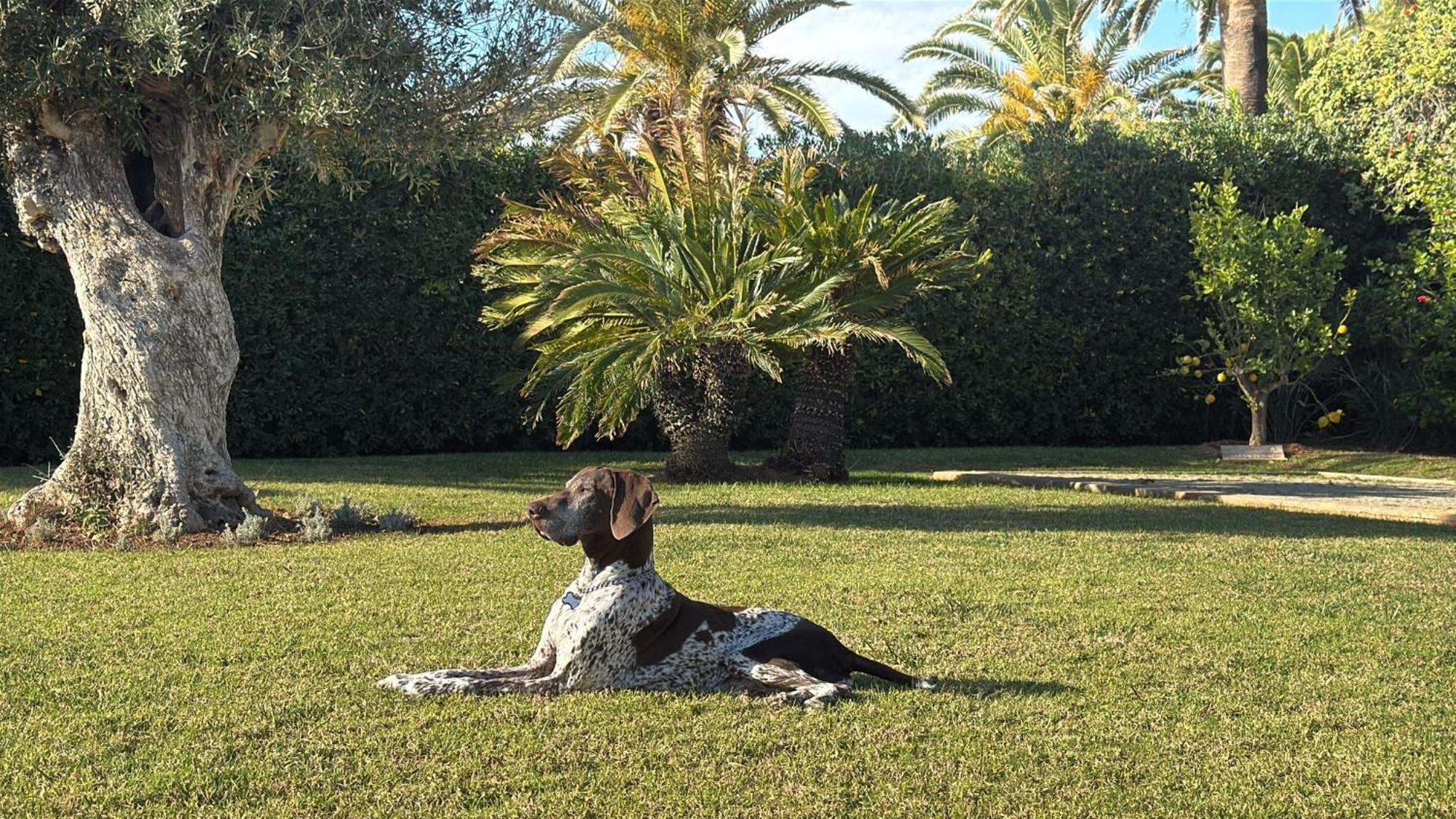 La Calma Espectacular Villa Con Jardin Y Piscina En Menorca サルガール エクステリア 写真